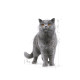 Royal Canin British Shorthair Adult – Hrană Umedă în Sos pentru Pisici Adulte din Rasa British Shorthair – 85 g